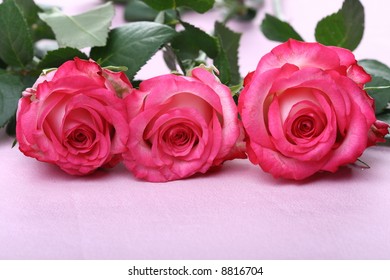 Pink Roses Flowers Background Stock Photo (Edit Now) 1277146438