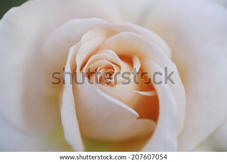 Image, Stock Photo Macro shot of a rose pink