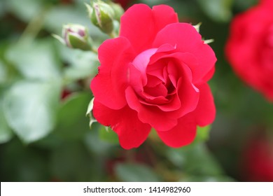 Roses background, red summer flowers in garden - Shutterstock ID 1414982960