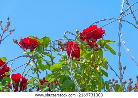 roses and barbed wire against the blue sky