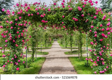 https www shutterstock com es image photo roses beautiful albert kahn park boulognebillancourt 521069878