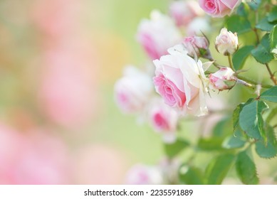 Roses or beautiful flowers in the garden - Shutterstock ID 2235591889