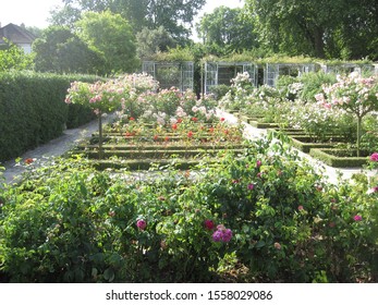 Roses In The Bercy Park In Paris