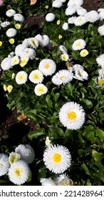 Roses bloming in the spring 