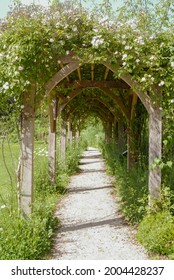 Roses In Bloom Climbing Over A Wooden Archway