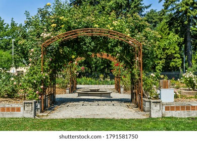 Roses Bloom On Arches In Seatac, Washington.