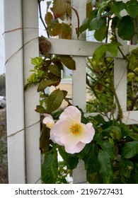 Roses Blooming On Arbor Trellis Green Leafy Plant Stem