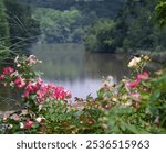 Roses blooming on the Lake Lure Flowering Bridge.  They frame the Lake with pink and white.