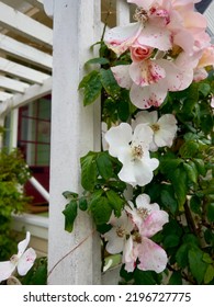 Roses Blooming On Stems With Green Leaves On Vines Of Arbor Trellis