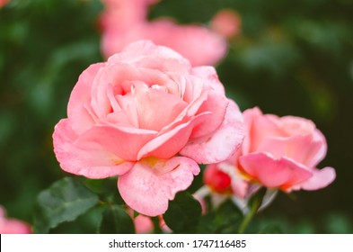 Roses Blooming In Regents Park, London. From Early June 