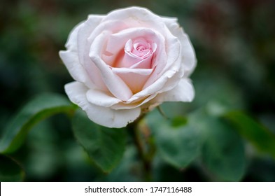 Roses Blooming In Regents Park, London. From Early June 