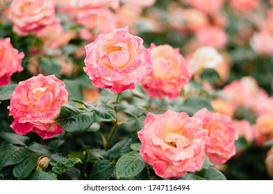 Roses Blooming In Regents Park, London. From Early June 