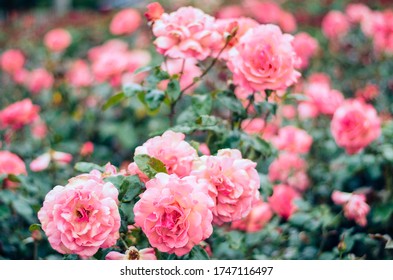 Roses Blooming In Regents Park, London. From Early June 