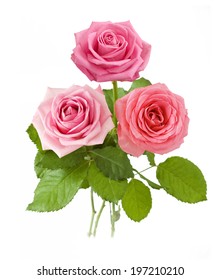 Roses bunch isolated white
