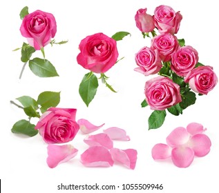 Roses Bunch, One Rose, Petals Set Isolated On White Background