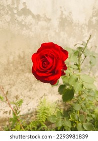 Roses are considered as timeless gifts of love.. #rose #love #flower #redrose