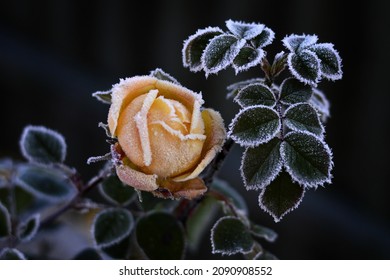 Roses are covered with hoarfrost