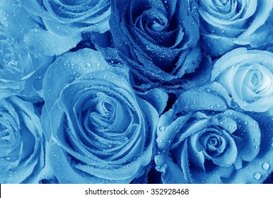 74,925 Dew on roses Images, Stock Photos & Vectors | Shutterstock