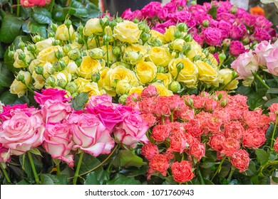 red roses on sale images stock photos vectors shutterstock roses store sales flyer