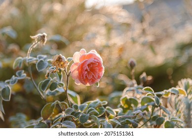 Roses draped with frost. The first frosts, cold weather, frozen water, frost and hoarfrost. Macro shot. Early winter. Blurred background. - Powered by Shutterstock