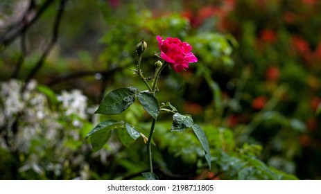 Roses are erect, climbing, or trailing shrubs, the stems of which are usually copiously armed with prickles of various shapes and sizes, commonly called thorns. - Shutterstock ID 2198711805