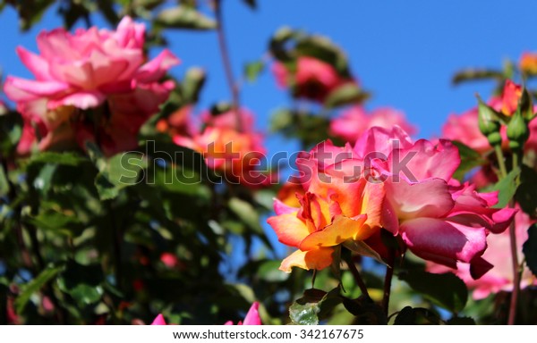 Roses Exposition Park Rose Garden Los Stock Photo Edit Now 342167675