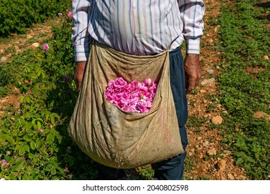 The Roses In Fields Harvested For Making Rose Oil Near Isparta. These Are Roses Especially Rose Oil And Rose Water Are Known To Be Excellent For The Skin. 