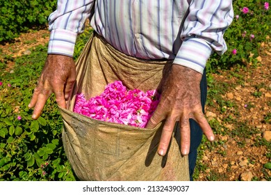 The Roses In Fields Harvested For Making Rose Oil Near Isparta. These Are Roses Especially Rose Oil And Rose Water Are Known To Be Excellent For The Skin. 