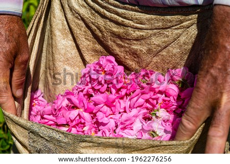 The roses in fields harvested for making rose oil near Isparta. These are roses especially rose oil and rose water are known to be excellent for the skin. 