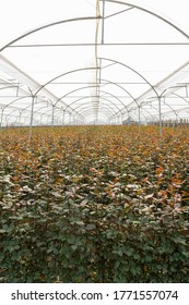 
Roses In A Floriculture, Latin America