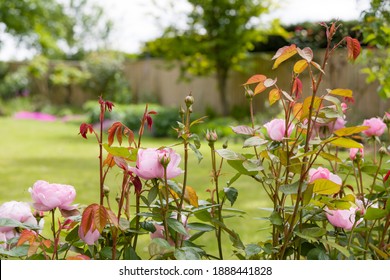 Roses In A Garden. Pink Roses In A Rose Hedge, Bordering A Lawn In A Large UK Garden