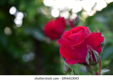 Roses in the garden in the village Kazimirawka, Belarus - Shutterstock ID 1896423043