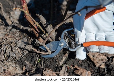Roses. Gardener wearing protective leather gloves prunings , damaged and diseased growth using loopers, dead after winter using garden pruner in early spring