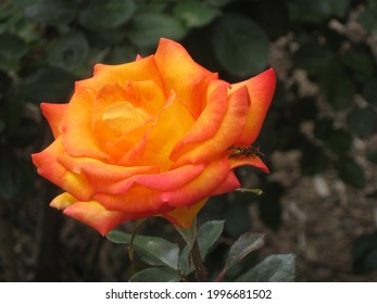 Roses In The Gardens At Palomar College