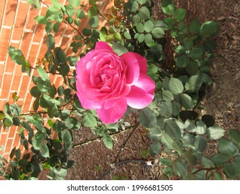 Roses In The Gardens At Palomar College