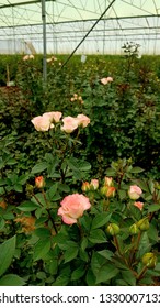 Roses At Groova Flower Farm, Naivasha