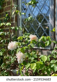 Roses Growing Near A Window Of An Old English Cottage.