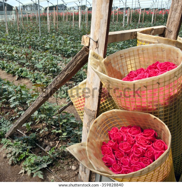 Roses Harvest, plantation in Tumbaco, Cayambe,\
Ecuador, South America