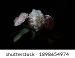 Roses isolated on black background, dark moody floral composition in baroque artistic rembrandt lighting style, fine art design