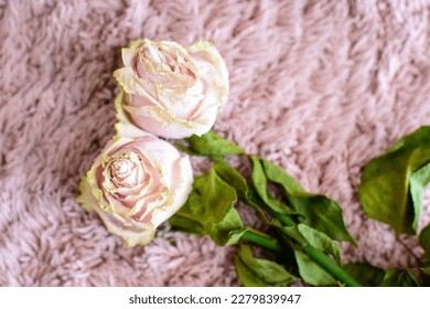 Roses isolated on white background, photo realistic vector illustration - Shutterstock ID 2279839947