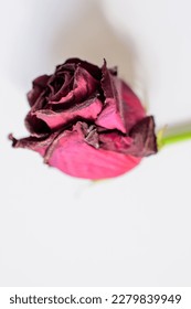 Roses isolated on white background, photo realistic vector illustration - Shutterstock ID 2279839949