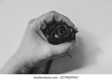Roses isolated on white background, photo realistic vector illustration - Shutterstock ID 2279839967