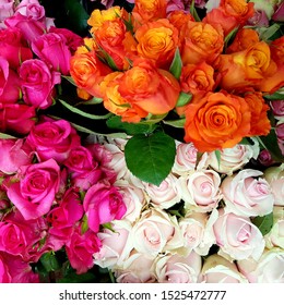 Roses From A Kenyan Flower Farm Which Will Be Air Freighted For Sale To Europe