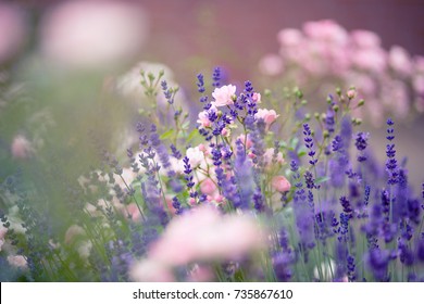 Roses And Lavender