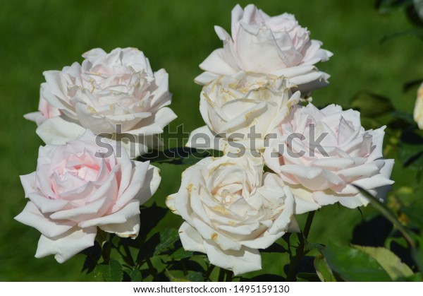 Roses Manito Park Rose Garden Spokane Stock Photo Edit Now