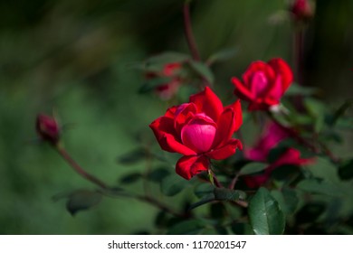 Roses On The Crown Pointe Apartments Campus, West Des Moines, Iowa