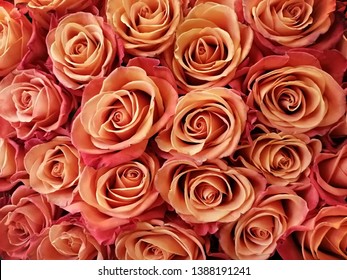  Roses Orange Crush Flowers  Beauty 