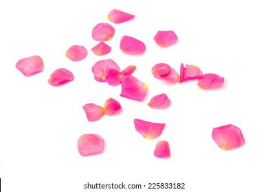 Roses petals on white background.