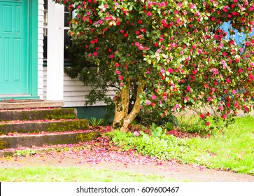 Roses. Portland. Oregon.