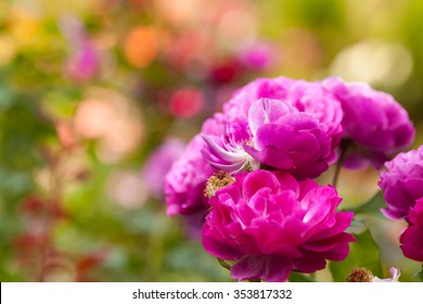 Roses In The Portland OR Rose Garden